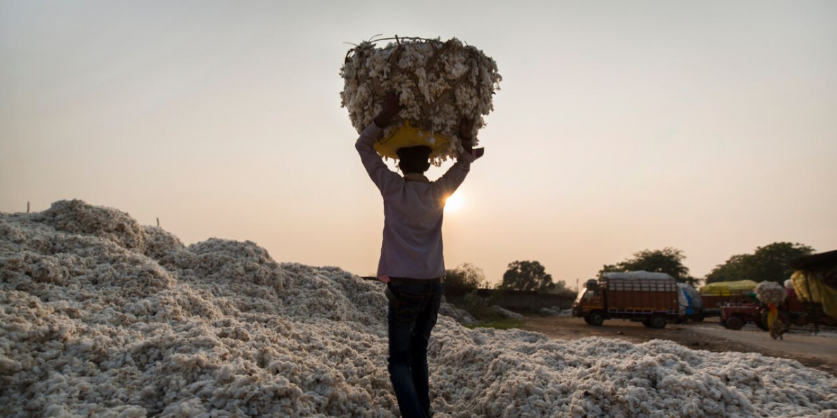 CCI buys 1.2 million bales of cotton at MSP